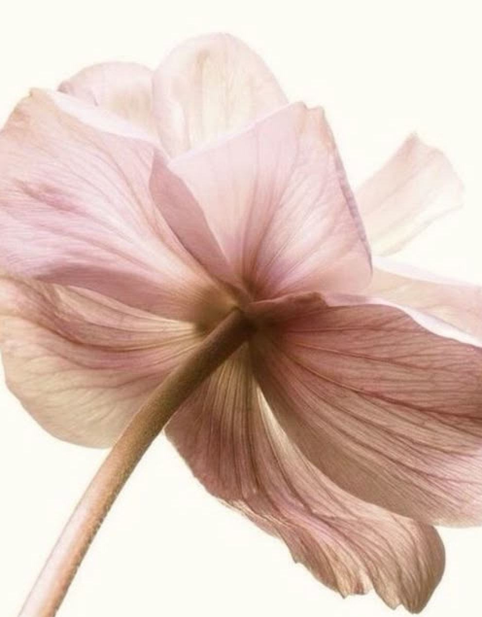 Swiss Alpine botanicals